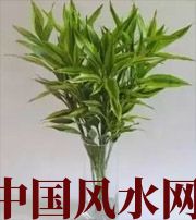 石嘴山十二生肖养什么植物最旺财运？你知道吗！